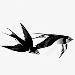 双飞燕动物世界双飞燕高清图片