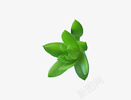多肉绿色植物绿牡丹清新png免抠素材_88icon https://88icon.com 多肉 绿色植物 绿牡丹 清新