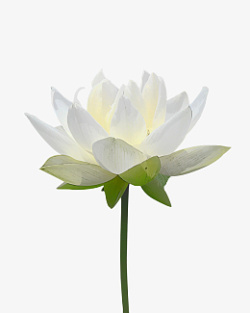 花白色花朵莲花植物素材