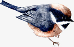 动物小清新水彩手绘鸟喜鹊素材