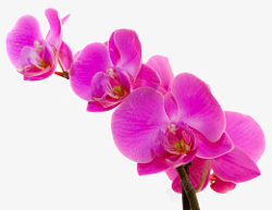 鲜艳的蝴蝶兰花素材