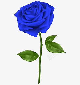 一朵蓝色玫瑰花png免抠素材_88icon https://88icon.com 一 朵 蓝色 玫瑰花