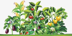 免扣蔬菜素材菜园子西兰花玉米茄子西红柿绿素材