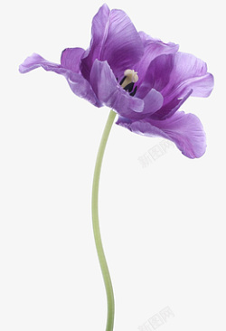 浪漫紫色鲜花素材