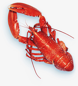 小龙虾透明素材png免抠素材_88icon https://88icon.com 小龙虾 透明 素材 食材