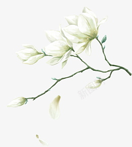 古风水墨画白玉兰png免抠素材_88icon https://88icon.com 古风 水墨画 白玉兰 花卉