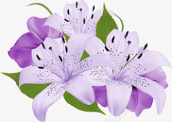 紫色鲜花百合花卉图片素材