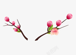 梅花苞梅花枝头1高清图片