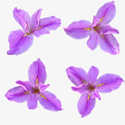 清新优雅粉紫色花骨朵鸢尾花花瓣素材