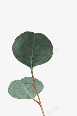 绿色植物的圆形叶子装饰素材