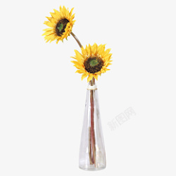向日葵大太阳花瓶装花素材