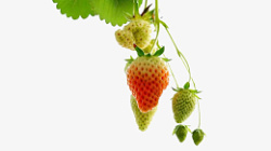 青草莓挂在树上还没有熟的草莓高清图片
