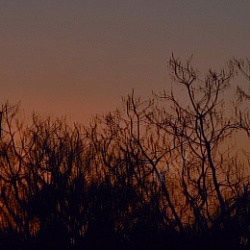 黄昏下的枝桠背景素材