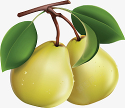 梨两个水果新鲜素材