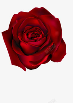 玫瑰红色玫瑰花植物一朵素材