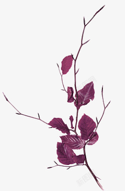 紫色树叶树枝装饰图案素材