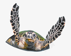 大海龟游泳的大海龟高清图片