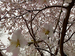 春天的味道桃花png免抠素材_88icon https://88icon.com 粉 初春 雪、桃花 踏雪 摄影