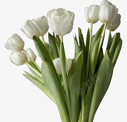 实物照片免扣白色的郁金香png免抠素材_88icon https://88icon.com 郁金香 鲜花 花店 白色 绿色 植物