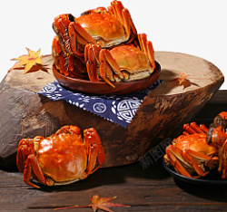 中秋节吃的螃蟹素材