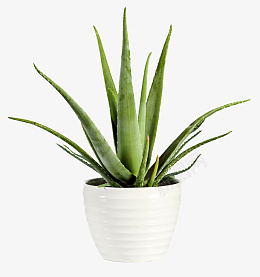 高清绿色植物芦荟盆栽png免抠素材_88icon https://88icon.com 绿色 植物 芦荟 盆栽 家居装饰 装饰 绿叶