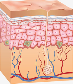 皮肤结构立体图皮肤结构高清图片