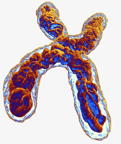 遗传物质X染色体图片高清图片