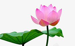 立夏清晨池塘边盛开的荷花png免抠素材_88icon https://88icon.com 立夏 早晨 池塘 荷花