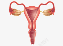 女性输卵管医疗插图素材