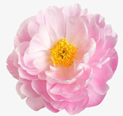 一朵粉色的牡丹鲜花素材