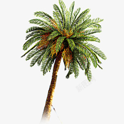 棕榈树树木树好树大树素材