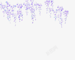 盛开的紫藤萝花素材