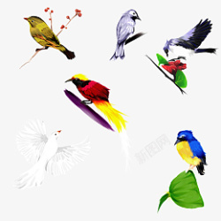 鸟类写实手绘素材