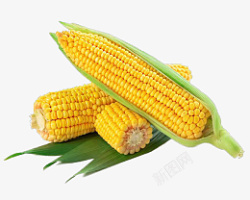农作物玉米素材