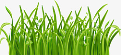 青青草原绿色的小草草草高清图片