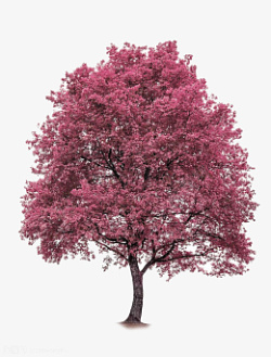 粉红色的山楂树素材