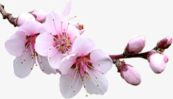 樱花摄影图高清免扣素材