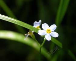 绿叶水珠植物花朵素材