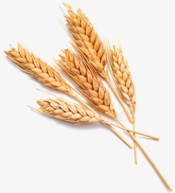 小麦粮食主食面食素材素材