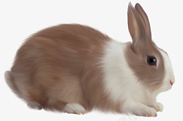 高清PNG兔子动物图片3png免抠素材_88icon https://88icon.com 高清 兔子 动物 图片