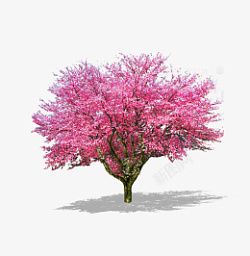 樱花树单棵素材桃花素材