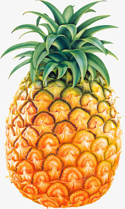 菠萝水果凤梨热带水果素材