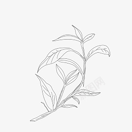 线描中药草药png免抠素材_88icon https://88icon.com 医疗 医药 线描 草药