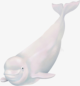 写实卡通哺乳类生物白鲸插画png免抠素材_88icon https://88icon.com 写实 卡通 哺乳类 白鲸 插画