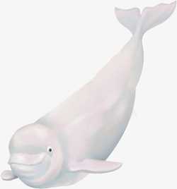 写实卡通哺乳类生物白鲸插画素材