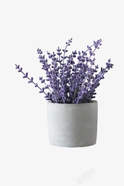 一盆紫色的花素材