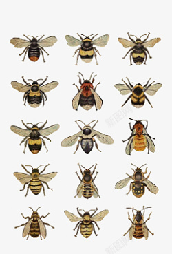 不同种类的蜜蜂合集素材