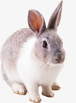 高清PNG兔子动物图片5png免抠素材_88icon https://88icon.com 高清 PNG 兔子 动物 图片