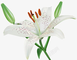 白色百合高清植物图片素材