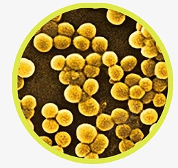 细菌金黄色葡萄球菌图标